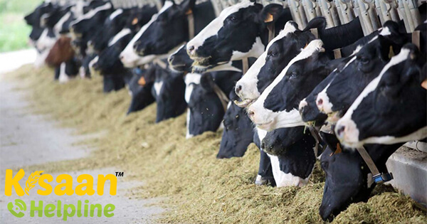 केरल फीड्स लिमिटेड ने डेयरी किसानों को पशुओं के चारे की शीघ्र डिलीवरी का आश्वासन दिया