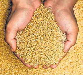 रतलाम में 5906 रु. प्रति क्विंटल बिका शरबती गेहूं