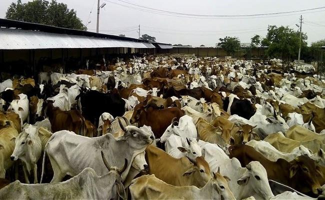 पशुपालन करने से मिलने वाले फायदे, हर साल कितनी होगी कमाई