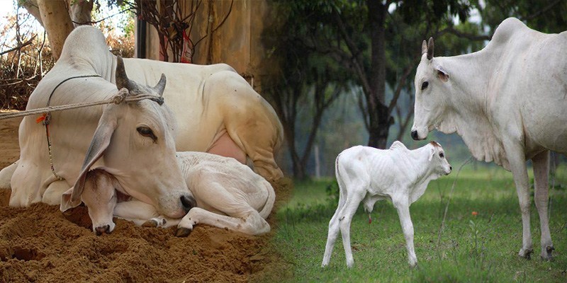 किसानों के लिए-  नन्दी शाला योजना (अनुदान पर प्रजनन योग्य देशी वर्णित गौसांड का प्रदाय)