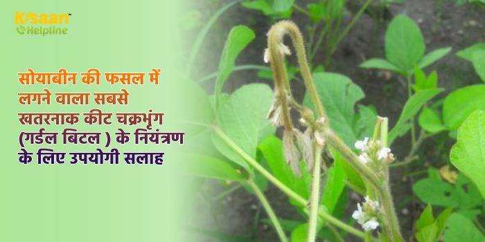 सोयाबीन की फसल में लगने वाला सबसे खतरनाक कीट चक्रभृंग (गर्डल बिटल) के नियंत्रण के लिए उपयोगी सलाह