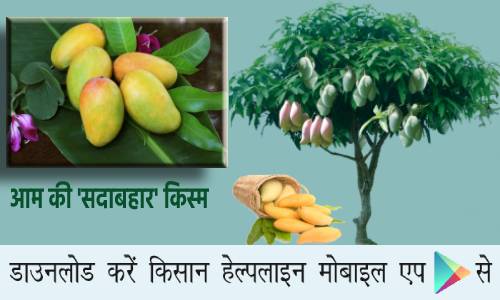 Successful Farming: राजस्थान के किसान ने आम की नई किस्म विकसित की स्वादिष्ट और रसीली 'सदाबहार' किस्म, जिसमे साल के 12 महीने लगते है फल