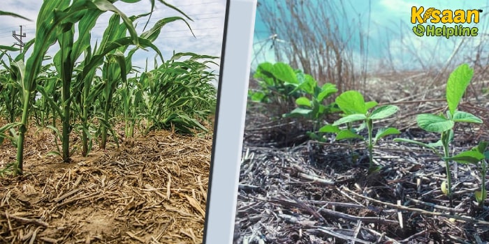 Unique Farming: खेत की जुताई के बिना भी किसान उगा सकेंगे अच्छी फसल, जानिए इस तरीके के बारे में