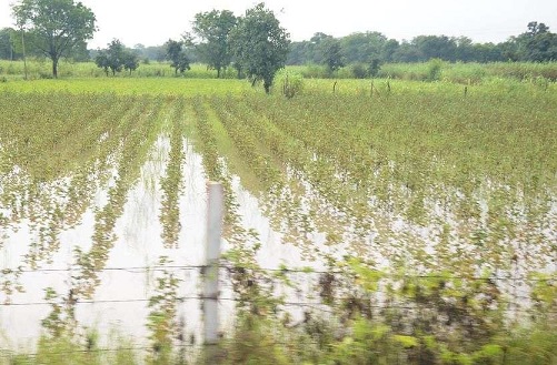 अधिक बारिश से हुए फसल नुकसान को लेकर मुख्यमंत्री कमल नाथ ने जारी किये निर्देश