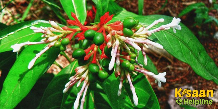 सर्पगंधा की खेती : जानिए बुवाई की तकनीक और खेती से जुडी सम्पूर्ण जानकारी