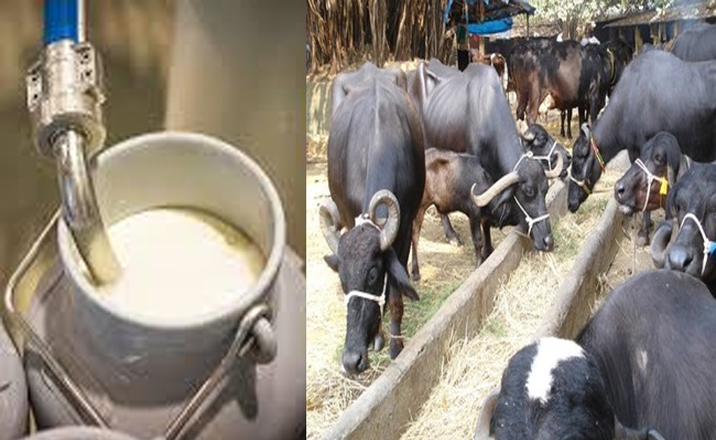 भैंस का दूध कई मायनों में गाय के दूध की अपेक्षा ज्यादा महत्वपूर्ण होता है, जानिए कैसे
