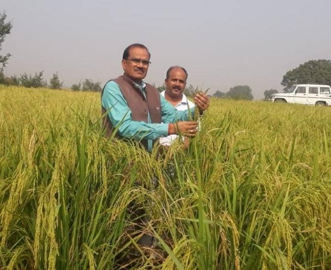 जीरा - 32 धान की खेती को बढ़ावा देगा कृषि विभाग