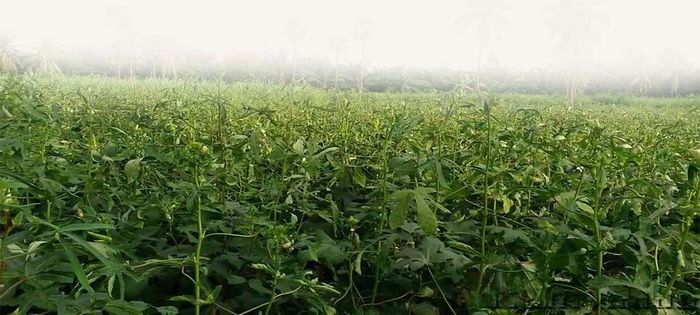 भिंडी की खेती के लिए जरुरी जानकारी, अवश्य पढ़े