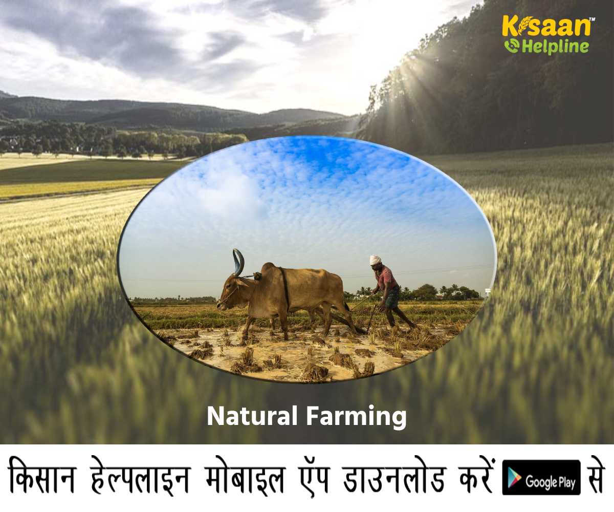 Success Story: आधुनिक युग में प्राकृतिक खेती को अपनाकर कर रहे है अच्छी कमाई, जानिए एक किसान की सफल कहानी