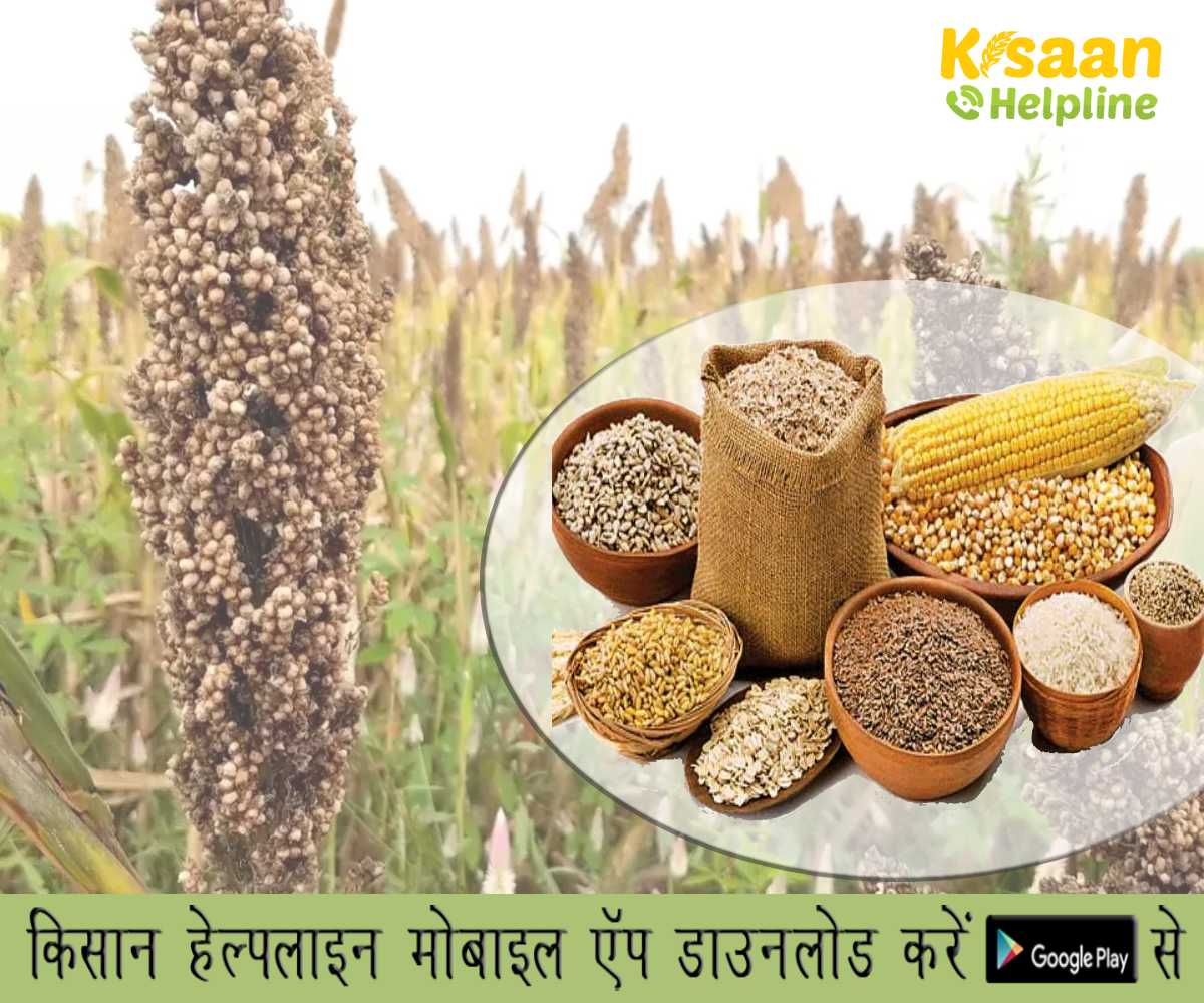 Protected Farming: इम्यूनिटी-इम्यून सिस्टम को मजबूत करता है मोटा अनाज 