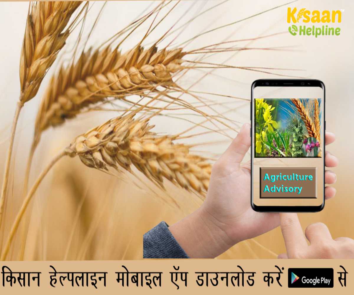 Agriculture Advisory: जवाहरलाल नेहरू कृषि विश्वविद्यालय जबलपुर द्वारा किसानों के लिए मौसम आधारित कृषि एडवाइजरी जारी की