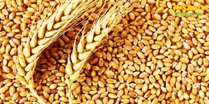 गेहूं की नयी किस्म पूसा गेहूं गौरव, जो उच्च गुणवत्ता वाली रोटियों और पास्ता बनाने के लिए उपयुक्त