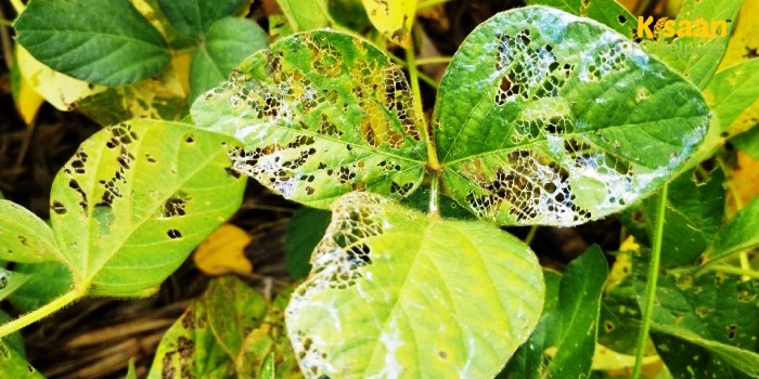 सोयाबीन की फसल पर लगने वाले प्रमुख कीटों से बचाने के लिए महत्वपूर्ण जानकारी