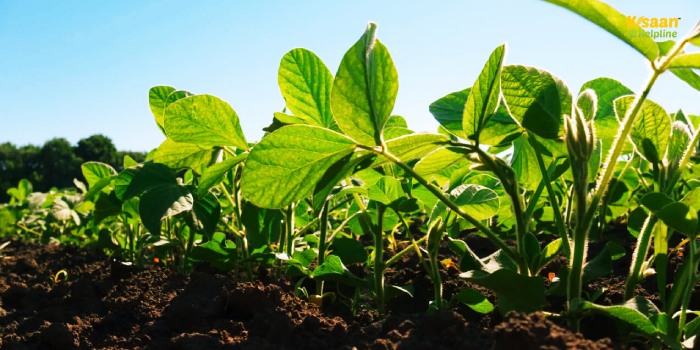 सोयाबीन की फसल को कैसे बचाएं? जानिए विशेषज्ञों की राय और जरूरी कदम