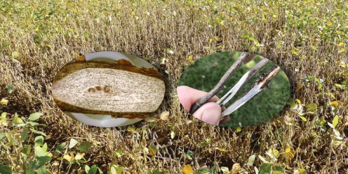 सोयाबीन की फसल को बर्बाद करने वाली गंभीर बीमारी, जानें इसकी पहचान और नियंत्रण के उपाय