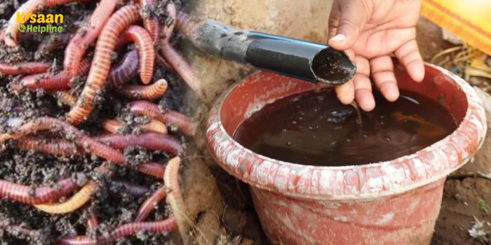 वर्मीवाश बनाने का आसान तरीका, जानिए इसके फायदों के बारे में