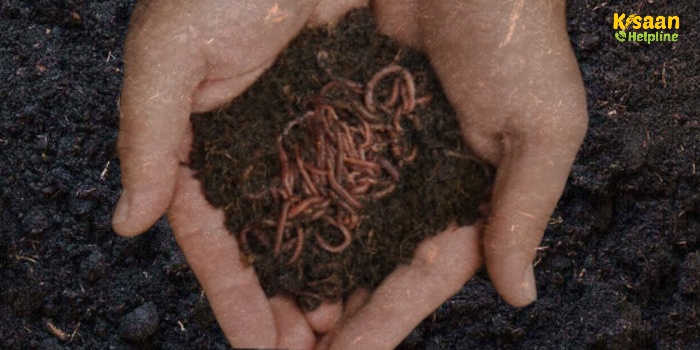 केंचुआ खाद: खेती के लिए वरदान, जानें इसके उत्पादन और फायदे