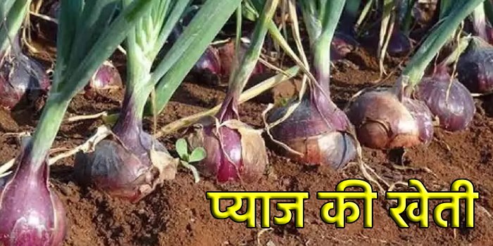 प्याज की खेती: अधिक पैदावार और मुनाफा कमाने के लिए किसान ध्यान रखें ये जरूरी बातें