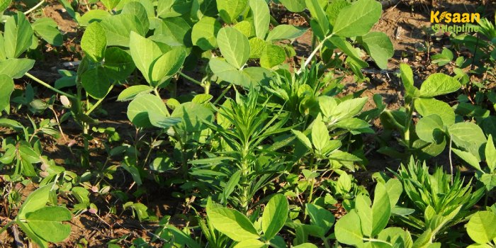 खरीफ मौसम में खरपतवारों का प्रकोप, जानें खरपतवार प्रबंधन के बारे में