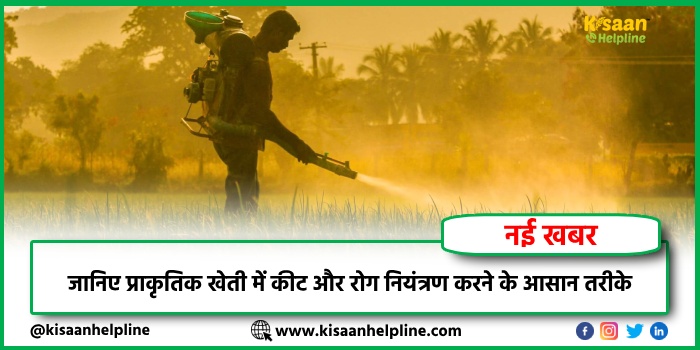 जानिए प्राकृतिक खेती में कीट और रोग नियंत्रण करने के आसान तरीके