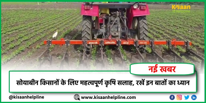 सोयाबीन किसानों के लिए महत्वपूर्ण कृषि सलाह, रखें इन बातों का ध्यान