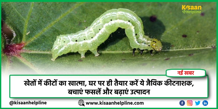 खेतों में कीटों का खात्मा, घर पर ही तैयार करें ये जैविक कीटनाशक, बचाएं फसलें और बढ़ाएं उत्पादन