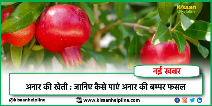 अनार की खेती : जानिए कैसे पाएं अनार की बम्पर फसल