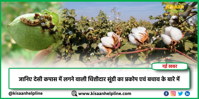 सोयाबीन की ये 4 नई अनुशंसित किस्में, किसानों को बनाएगी मालामाल, देगी कम समय में बंपर पैदावार