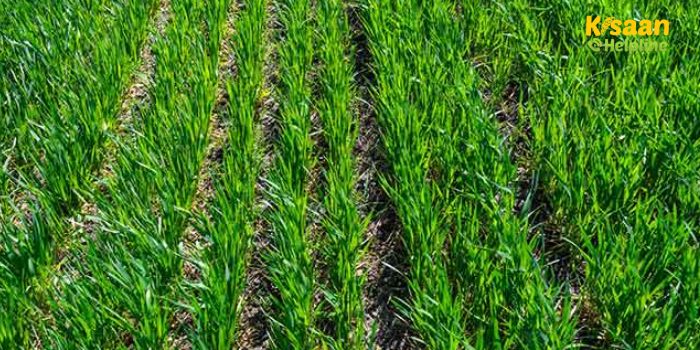 खेती में फफूंद जनित रोगों से बचाव के आसान उपाय, ट्राइकोडर्मा का प्रयोग कर फसल की पैदावार बढ़ाएँ