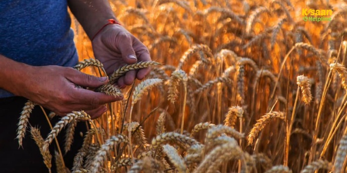 IARI द्वारा विकसित गेहूं की नई उन्नत किस्में: किसानों के लिए अधिक उपज का नया अवसर