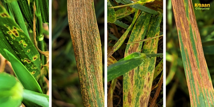 गेहूं की फसल को नुकसान पहुंचाने वाले 5 खतरनाक रोग, जानिए लक्षण और बचाव के आसान तरीके