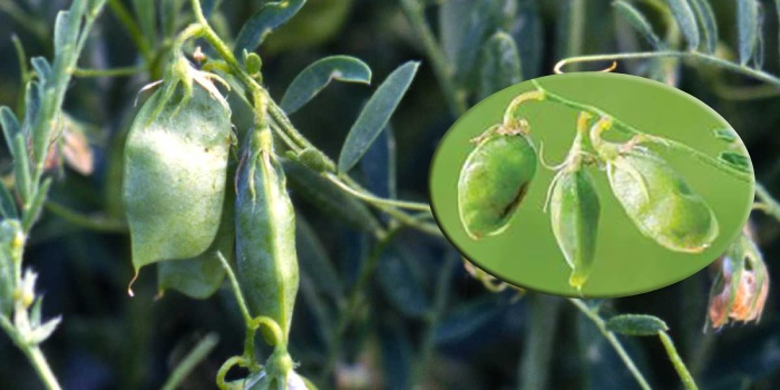 मसूर की फसल पर कीटों का हमला: जानिए कैसे बचाएं उपज और गुणवत्ता