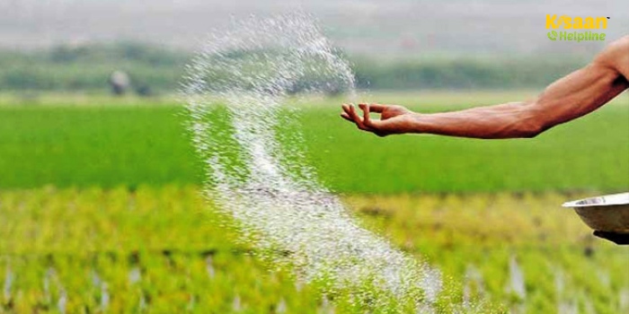 डीएपी की कमी से न हों परेशान, इन विकल्पी उर्वरकों से बढ़ाएं गेहूं-चना का उत्पादन