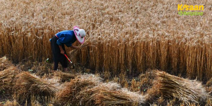 गेहूं की कटाई के बाद खेतों में करें ये 6 जरूरी काम, मिट्टी की उर्वरता होगी दोगुनी