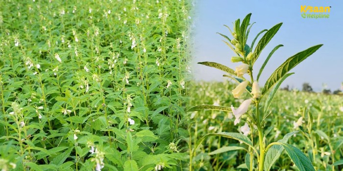 रबी फसल के बाद कम समय में ज्यादा मुनाफा! ये फसलें बन सकती हैं किसानों की बड़ी आय का जरिया"