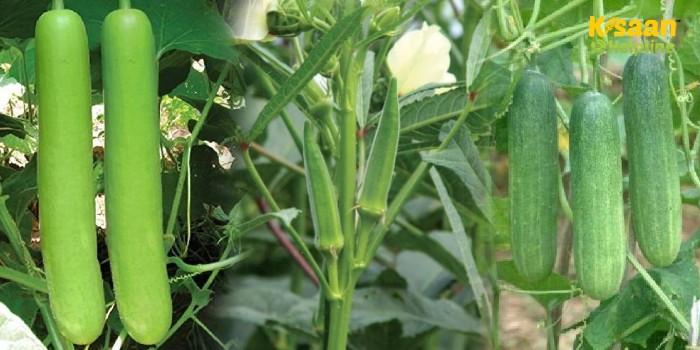 मार्च के माह में इन 3 सब्जियों की खेती करके कम लागत में कमा सकते है अच्छा खासा मुनाफा