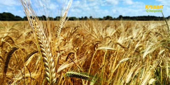 गेहूं की ये नई किस्में बढ़ाएंगी किसानों की आय, कम लागत में होगा अधिक उत्पादन