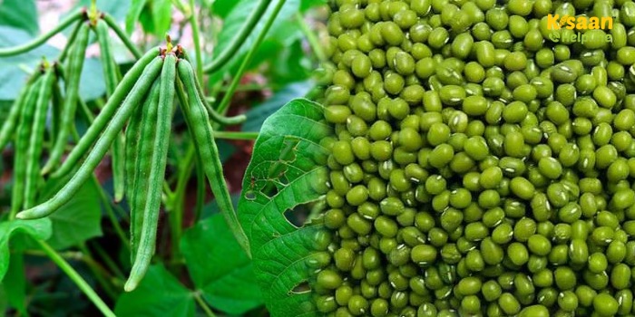 ग्रीष्मकालीन मूंग की खेती: अच्छी उपज के लिए इन पोषक तत्वों और खाद का करें उपयोग