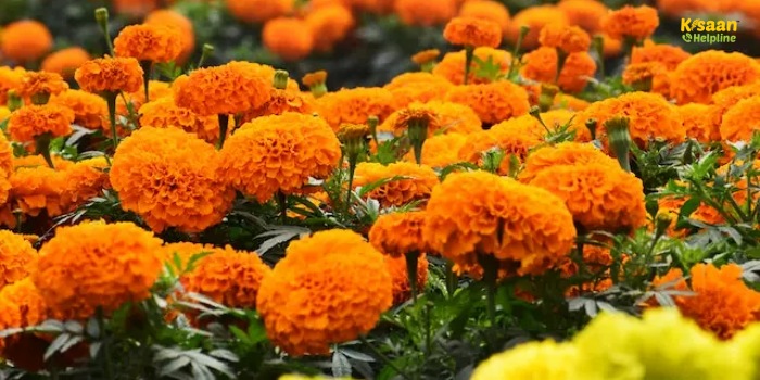 गेंदे के बड़े और चमकदार फूलों के लिए अपनाएं ये खाद, होगी बंपर पैदावार
