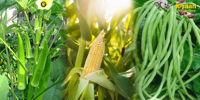 गर्मी में मक्का, भिंडी और लोबिया की खेती कर बढ़ाएं आमदनी, जानें बुवाई का सही तरीका