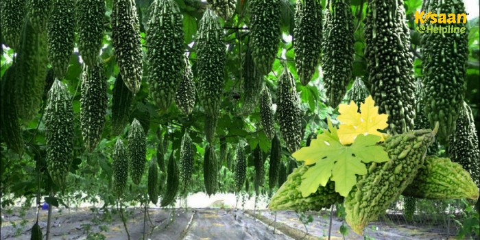 करेले की खेती से करें लाखों की कमाई, जानें आधुनिक तकनीक और लागत-मुनाफे का पूरा गणित