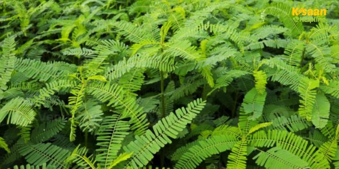 फसलों की कटाई के बाद खेत खाली न छोड़ें, अपनाएं हरी खाद तकनीक और बढ़ाएं मिट्टी की उपजाऊ शक्ति