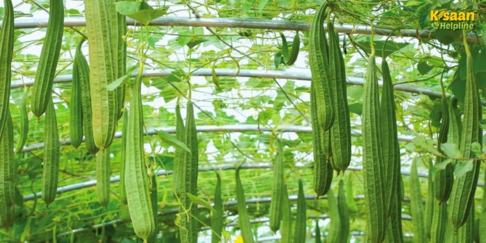 गर्मियों में बेल वाली सब्जियों की खेती बन सकती है आमदनी का जरिया, जानें कैसे करें सही तैयारी