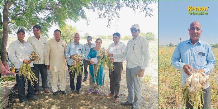 धमनार के किसान ने तैयार की लहसुन की नयी किस्म 'धमनार क्रांति', 12-18 माह तक खराब नहीं होगी , उत्पादन भी दोगुना