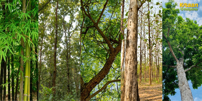 खेत की मेड़ बन सकती है कमाई का जरिया, लगाएं ये 5 इमारती लकड़ी वाले पौधे, कम लागत में बड़ा मुनाफा