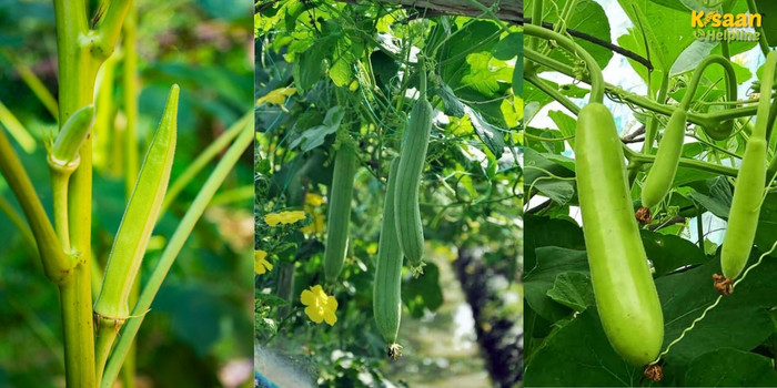 खाली खेतों को ऐसे न छोड़ें- अप्रैल में करें इन 3 सब्जियों की खेती, 60 दिन में हो सकती है अच्छी खासी कमाई !