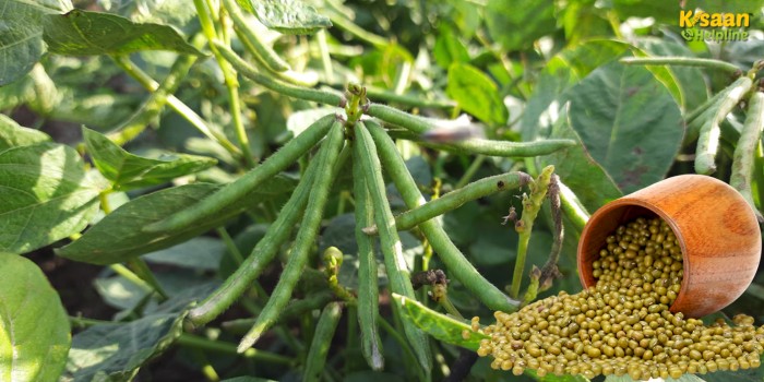 रबी फसलों की कटाई के बाद करें मूंग की इन दो किस्मों की बुवाई, मिलेगा अधिक मुनाफा और उपज