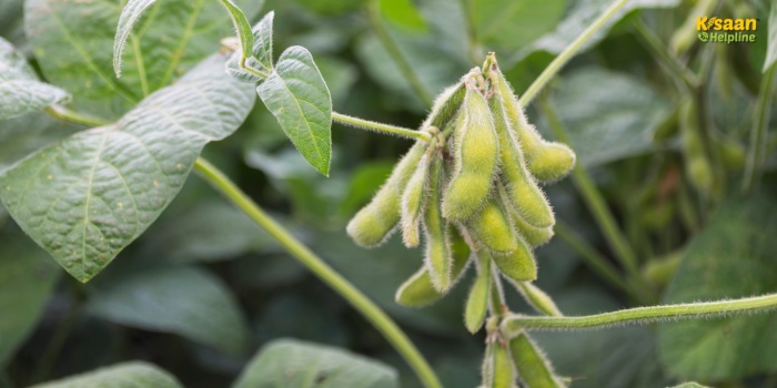 2025 खरीफ सीजन में सोयाबीन की खेती: जानिए उन्नत किस्में और अधिक पैदावार के लिए जरूरी टिप्स