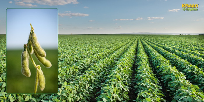 मानसून से पहले तैयार रहें: सोयाबीन की खेती के लिए जरूरी कदम और बीज चयन की पूरी जानकारी