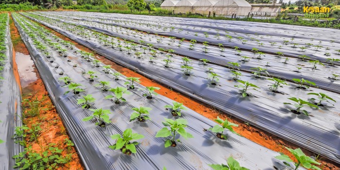 प्लास्टिक मल्चिंग से खेती में क्रांति: राजस्थान सरकार दे रही 50% सब्सिडी, उपज में होगा जबरदस्त इजाफा